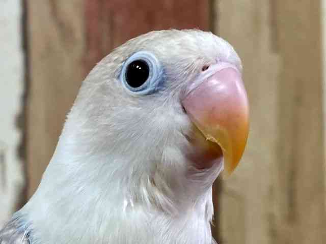 
                    ボタンインコ