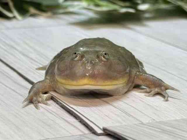 バジェットガエル