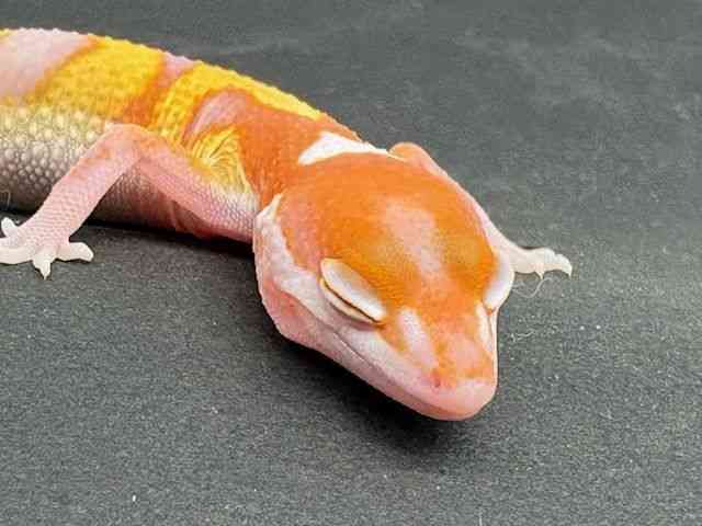 ヒョウモントカゲモドキ