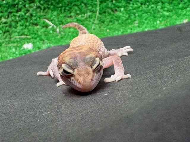 ヒョウモントカゲモドキ