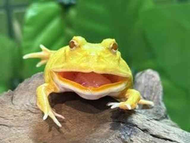 クランウェルツノガエル