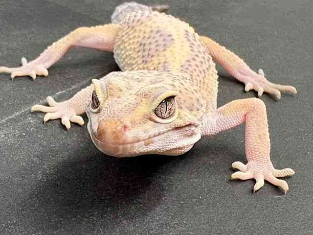 ヒョウモントカゲモドキ