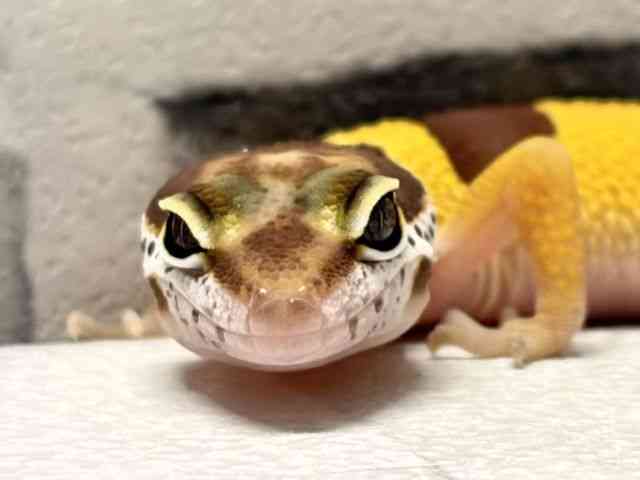 ヒョウモントカゲモドキ