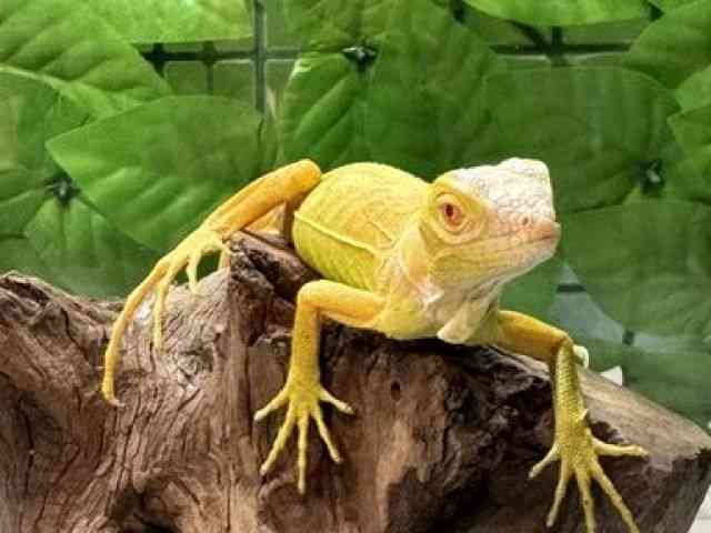 イグアナ