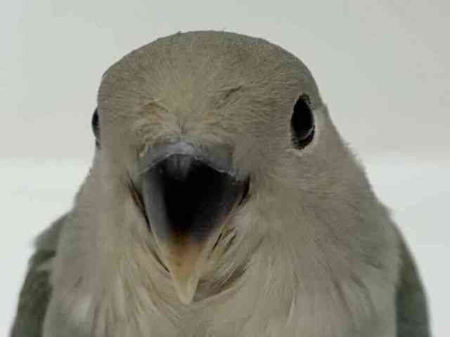 
                    コザクラインコ