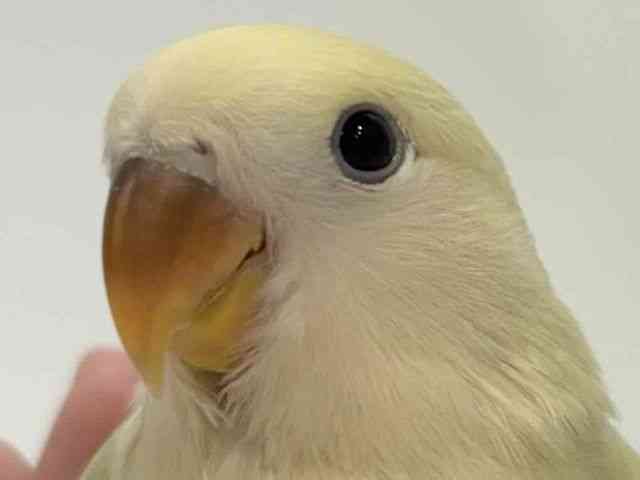 
                    コザクラインコ