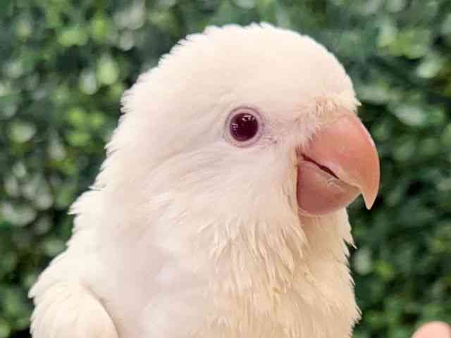 
                    オキナインコ
