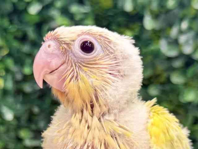 
                    ホオミドリアカオウロコインコ