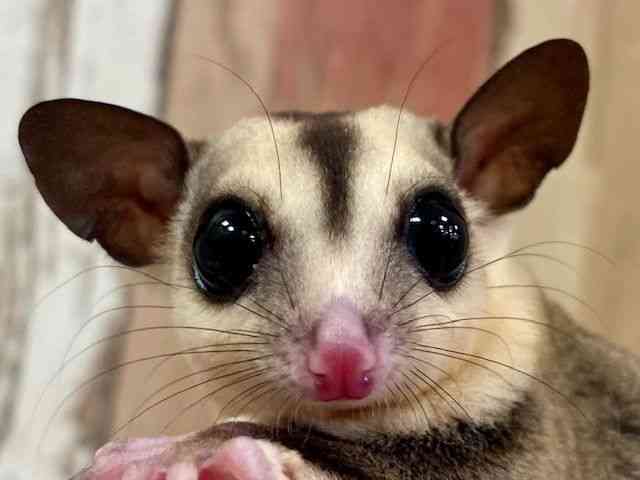
                    フクロモモンガ