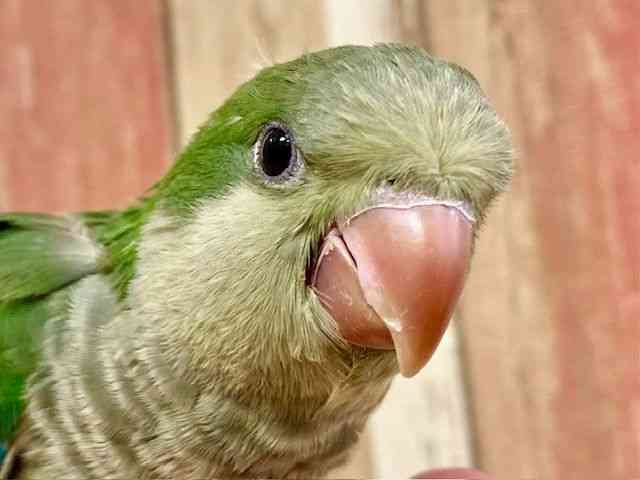 
                    オキナインコ