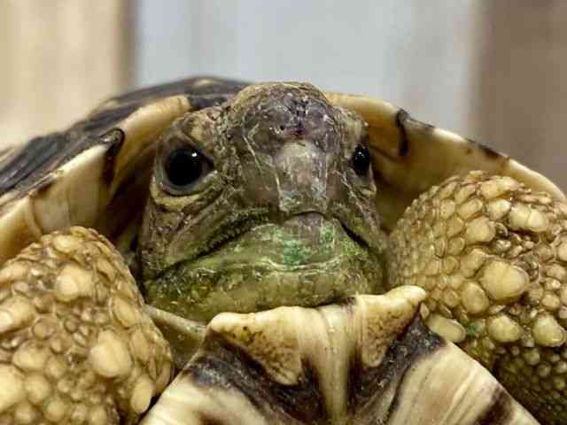 ヒョウモンガメ