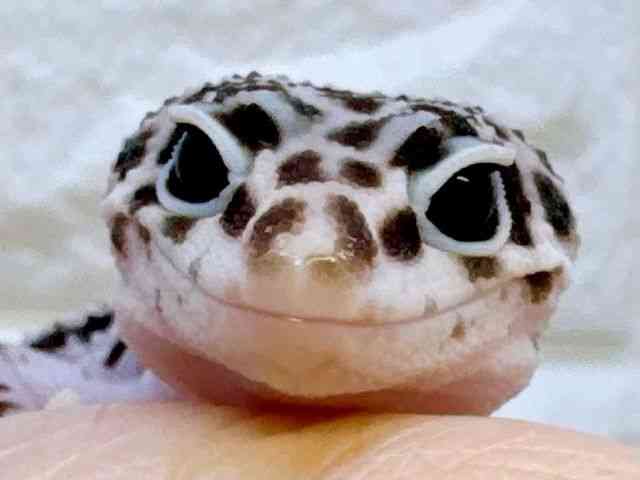 ヒョウモントカゲモドキ