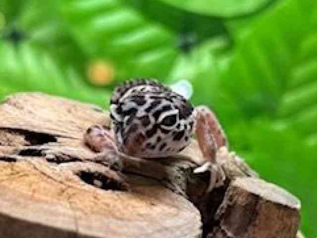 ヒョウモントカゲモドキ