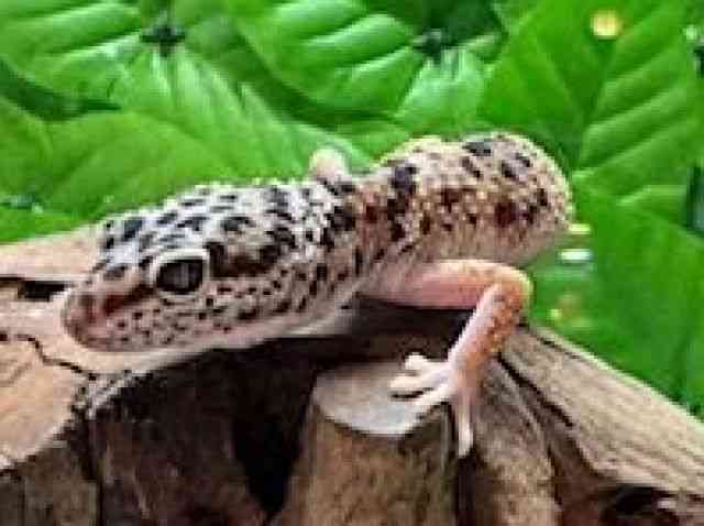 ヒョウモントカゲモドキ
