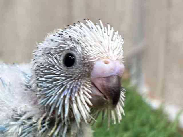 
                    セキセイインコ