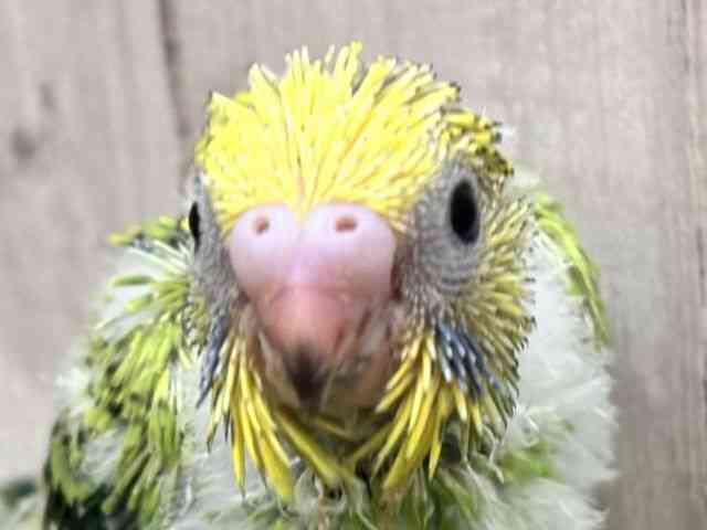 
                    セキセイインコ