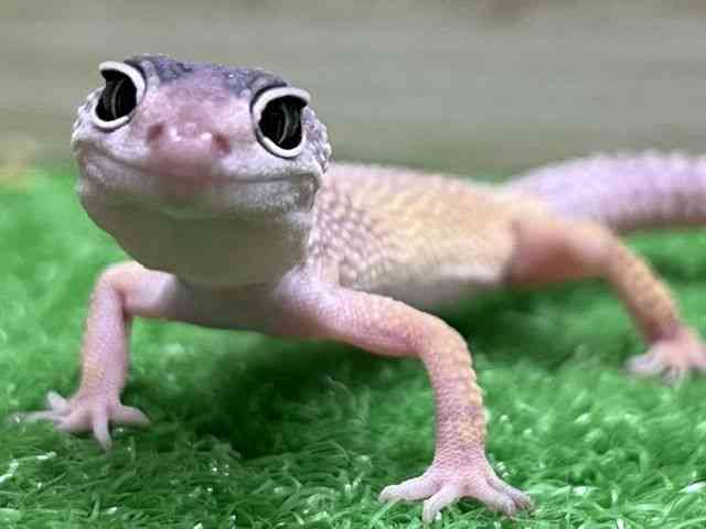 ヒョウモントカゲモドキ