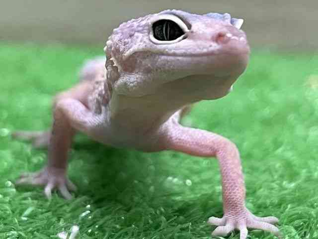 ヒョウモントカゲモドキ
