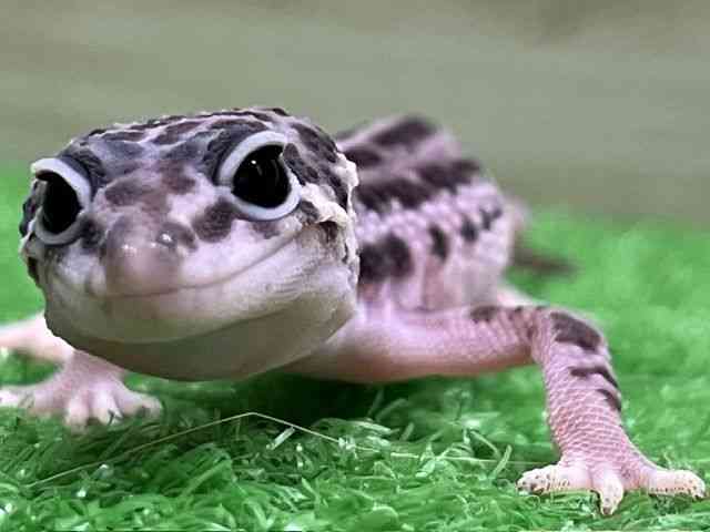 ヒョウモントカゲモドキ