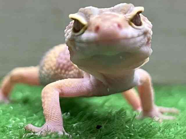 ヒョウモントカゲモドキ