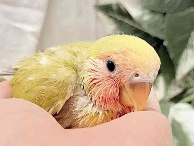 
                    コザクラインコ