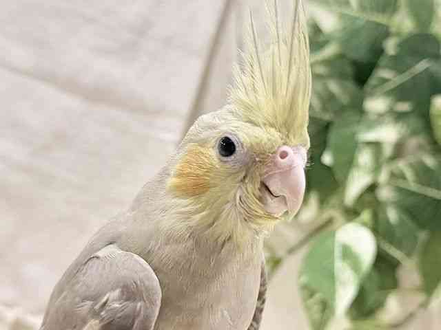 
                    オカメインコ