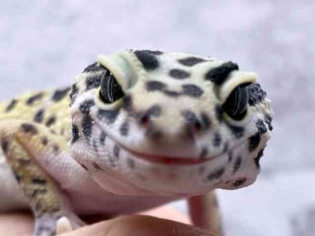 ヒョウモントカゲモドキ