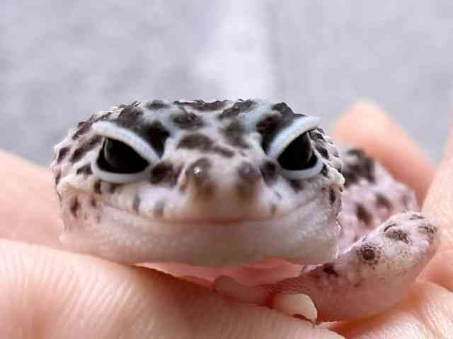 ヒョウモントカゲモドキ