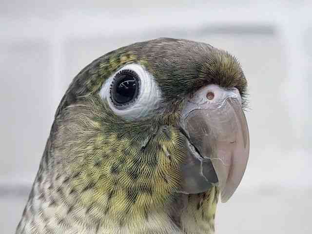 
                    ワキコガネイロウロコインコ