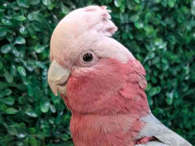 
                    モモイロインコ