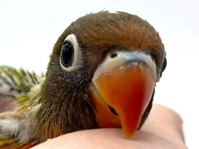 
                    ボタンインコ