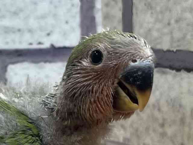 
                    コザクラインコ