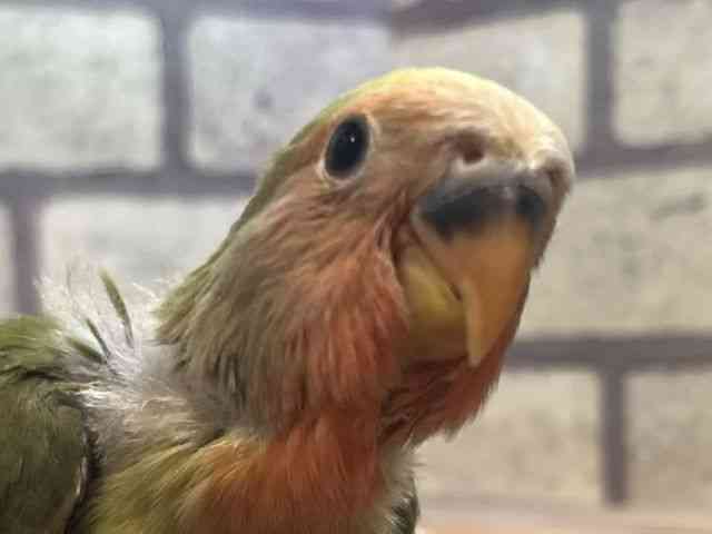 
                    コザクラインコ