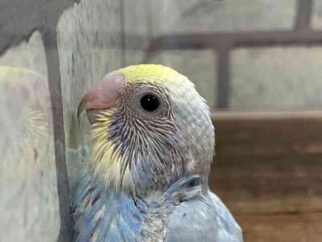 
                    セキセイインコ