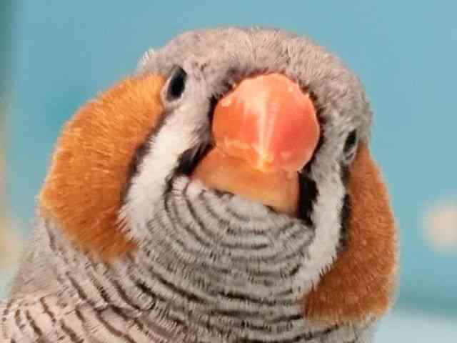 
                    キンカチョウ