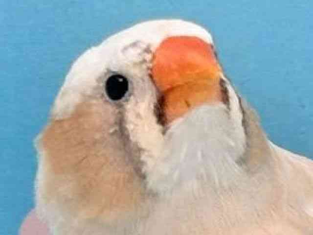 
                    キンカチョウ