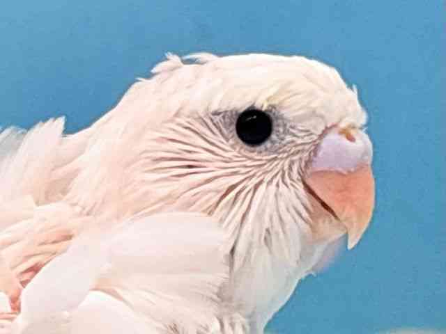 
                    羽衣セキセイインコ