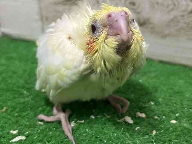 
                    オカメインコ