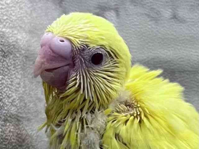 
                    セキセイインコ