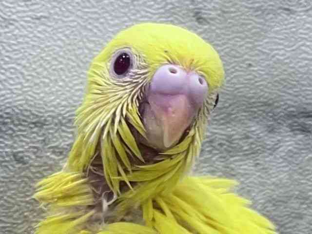 
                    セキセイインコ