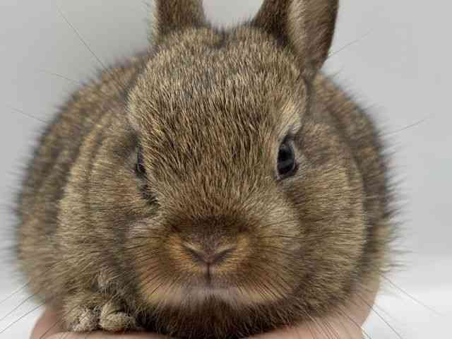 
                    ミニウサギ