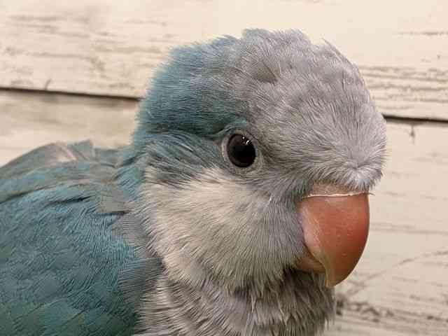 
                    オキナインコ