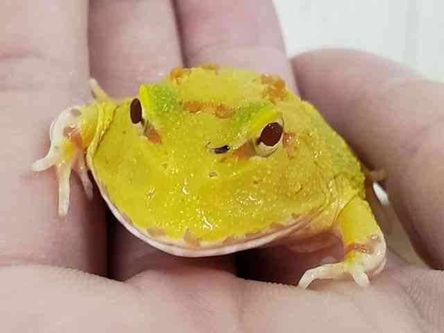 クランウェルツノガエル