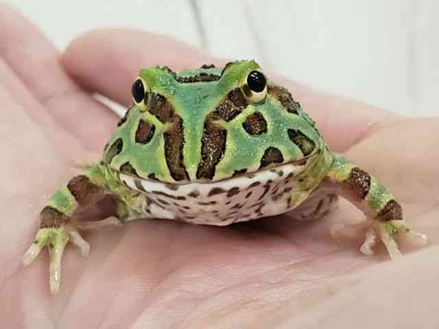 クランウェルツノガエル