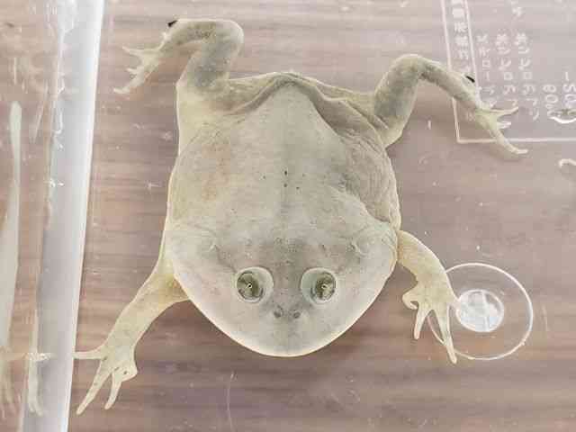 バジェットガエル