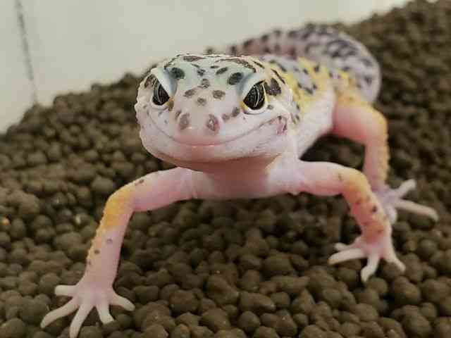 ヒョウモントカゲモドキ