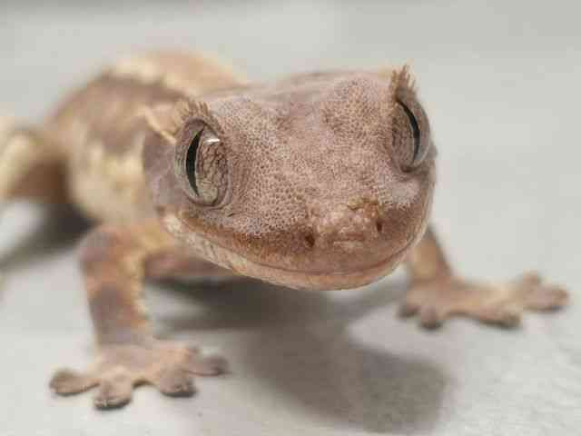 pet image