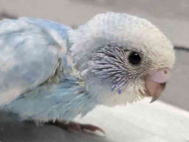 pet image