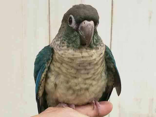 
                    ホオミドリアカオウロコインコ