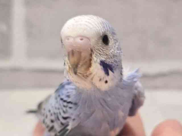 pet image